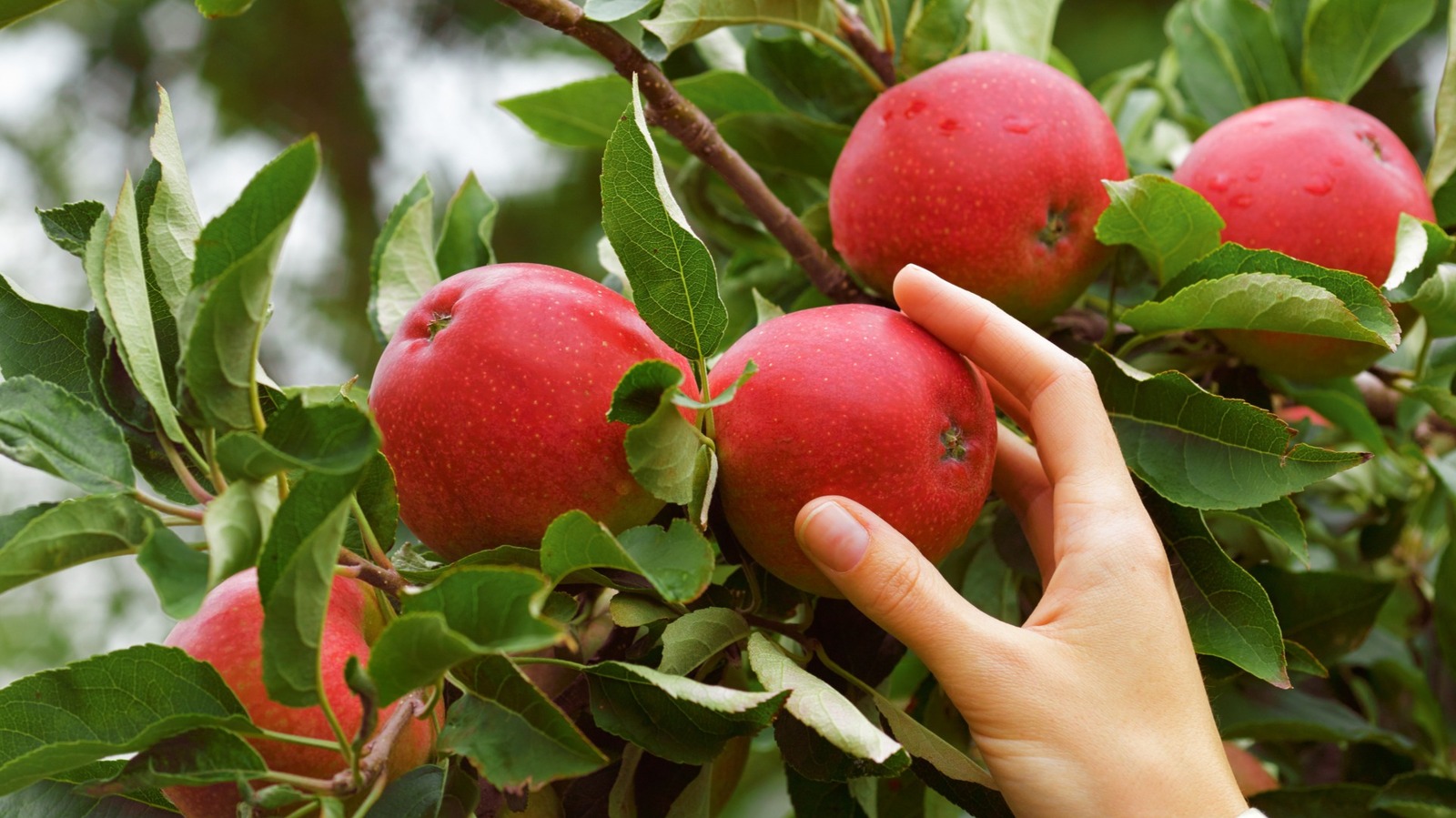 12 نباتًا ومحاصيل يجب ألا تنمو أبدًا بالقرب من أشجار الفاكهة في فناءك