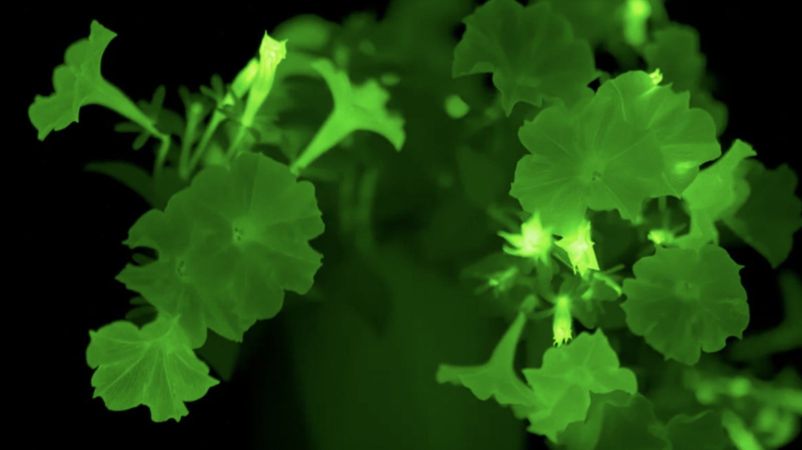 اختراق البستنة لجعل التوهج في الظلام يتألق بشكل مشرق