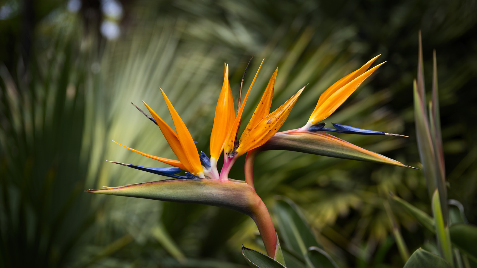 كيفية تقليم طائر الجنة بالطريقة الصحيحة