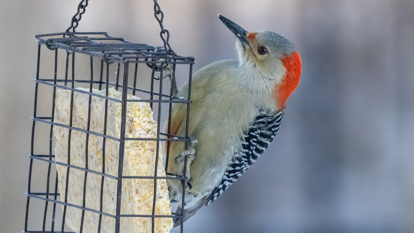 لا تتغاضى عن هذه الأخطاء الشائعة عند صنع شحم الطيور DIY