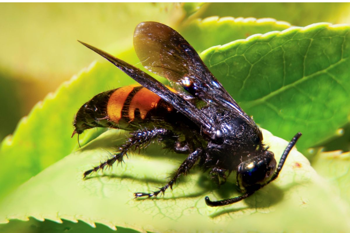 نبتة مذهلة تصطاد