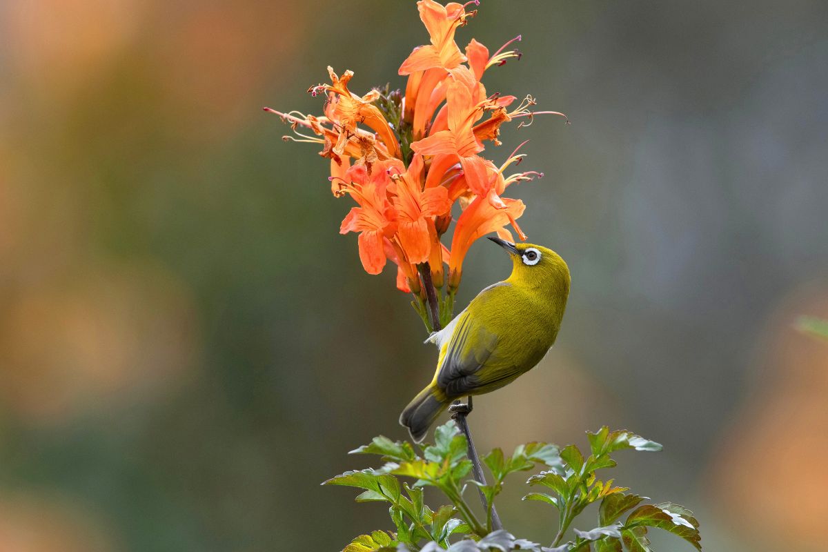 ازرع هذه النبتة واجعل