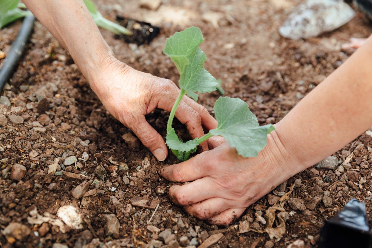 الوقت المثالي
