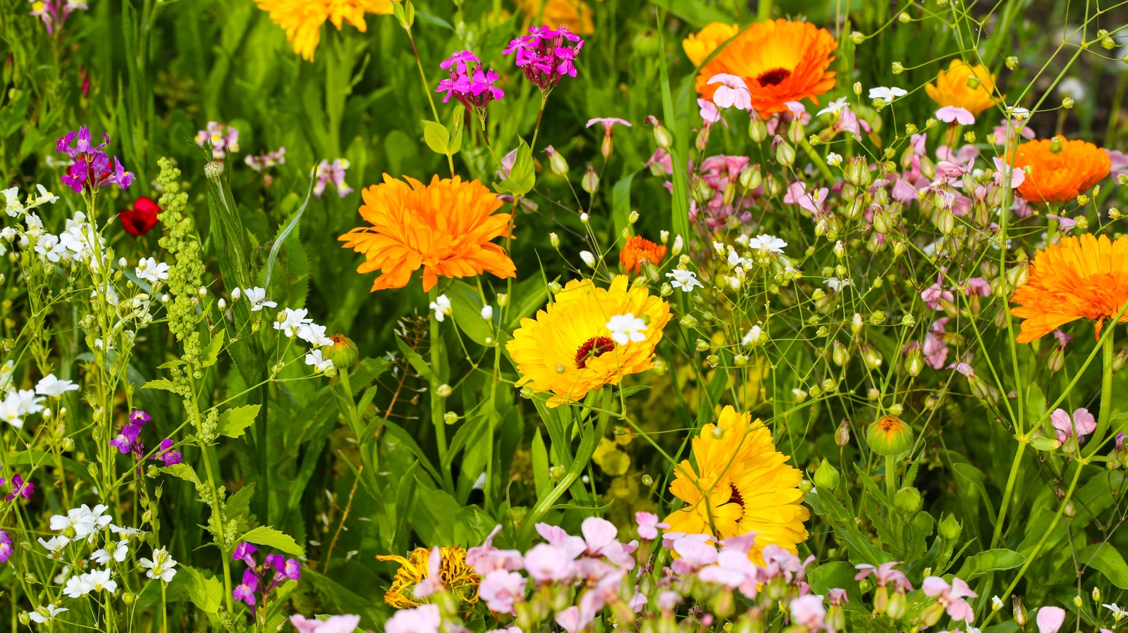 الطريقة الذكية لإضافة أزهار برية مذهلة إلى حديقتك دون أن تفقد فناءك