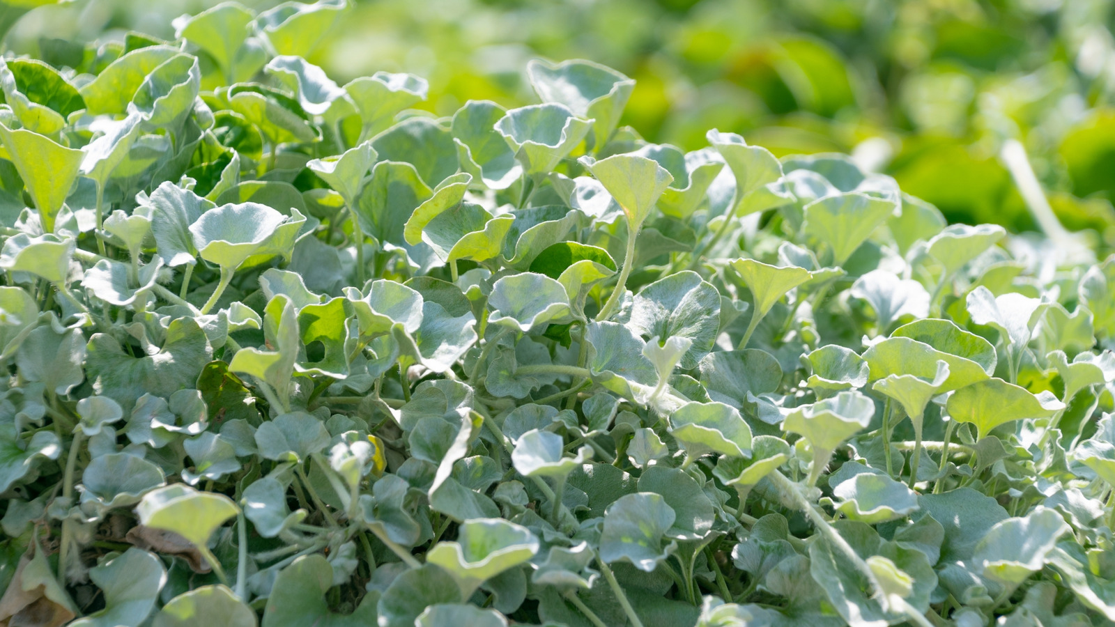 النباتات المصاحبة التي تسلط الضوء على اللون الفريد لغطاء الأرض بونيزفوت