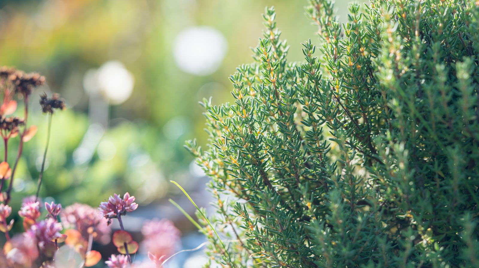 علامة Surefire على أن الزعتر جاهز للحصاد (وأفضل طريقة للقيام بذلك)