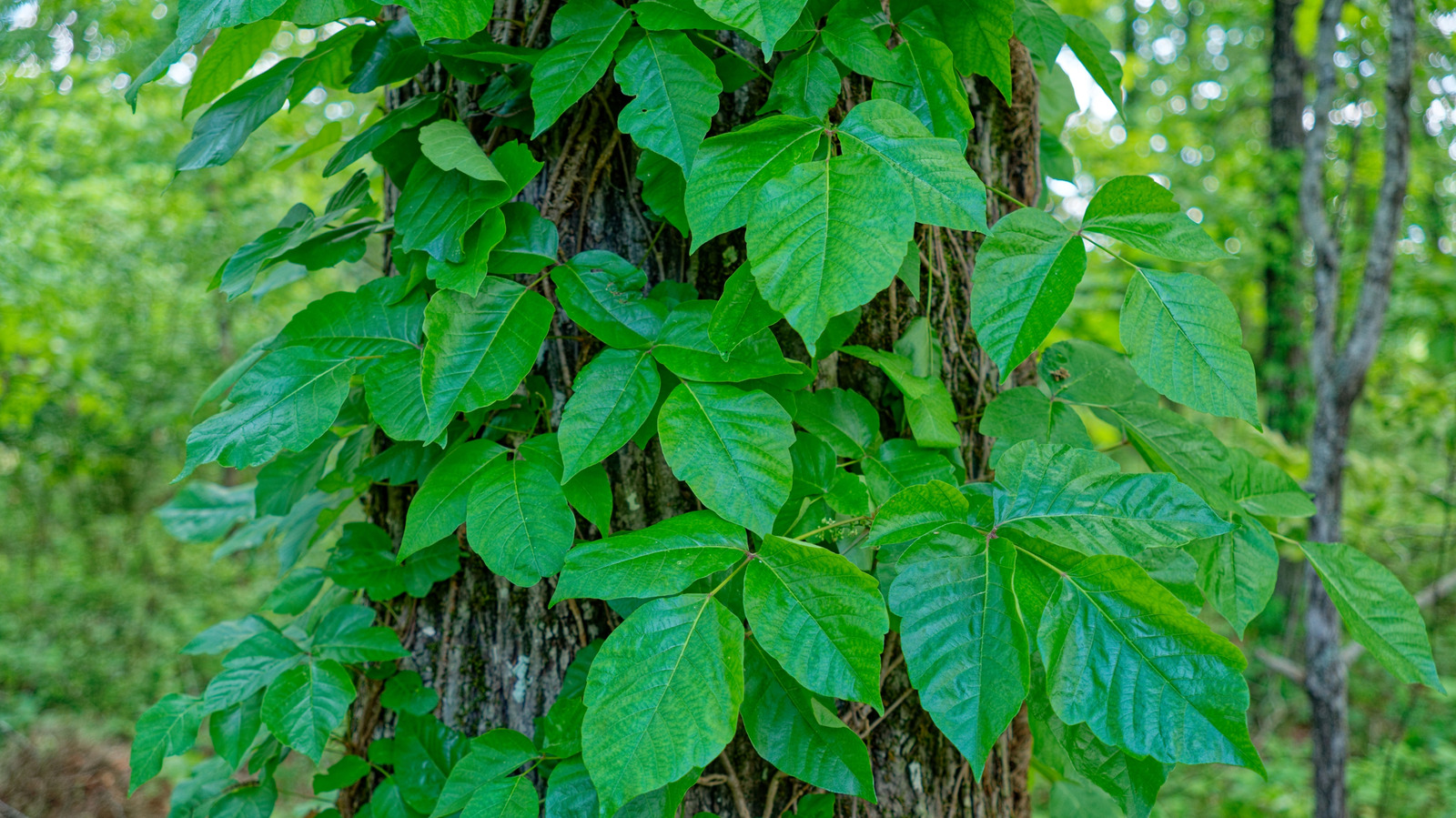 كيفية تنظيف ملابسك بشكل صحيح في غرفة الغسيل بعد التعامل مع اللبلاب السام