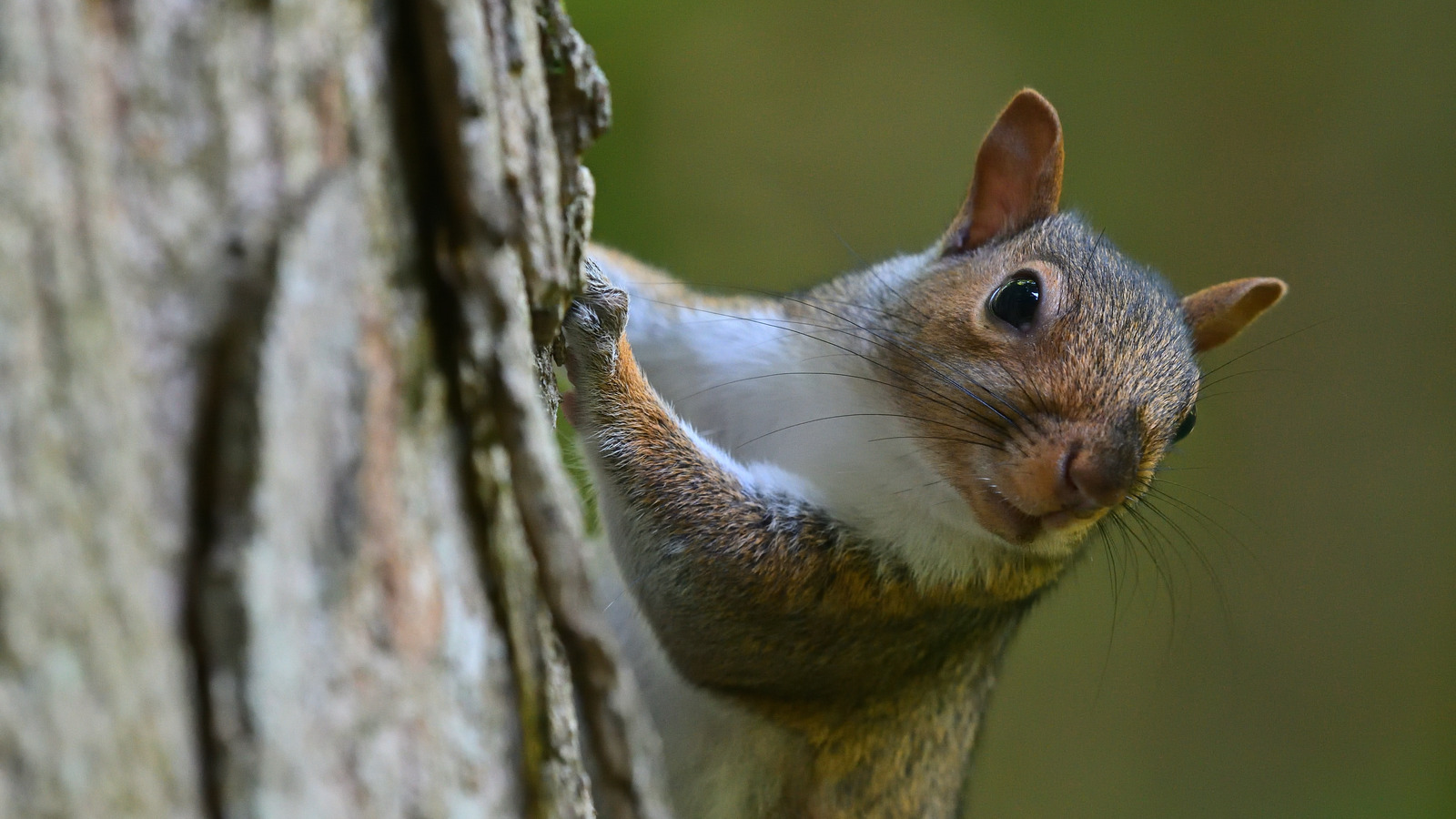 منع السناجب من أن تكون آفات سرقة الطعام مع وحدة تغذية طاولة النزهة DIY