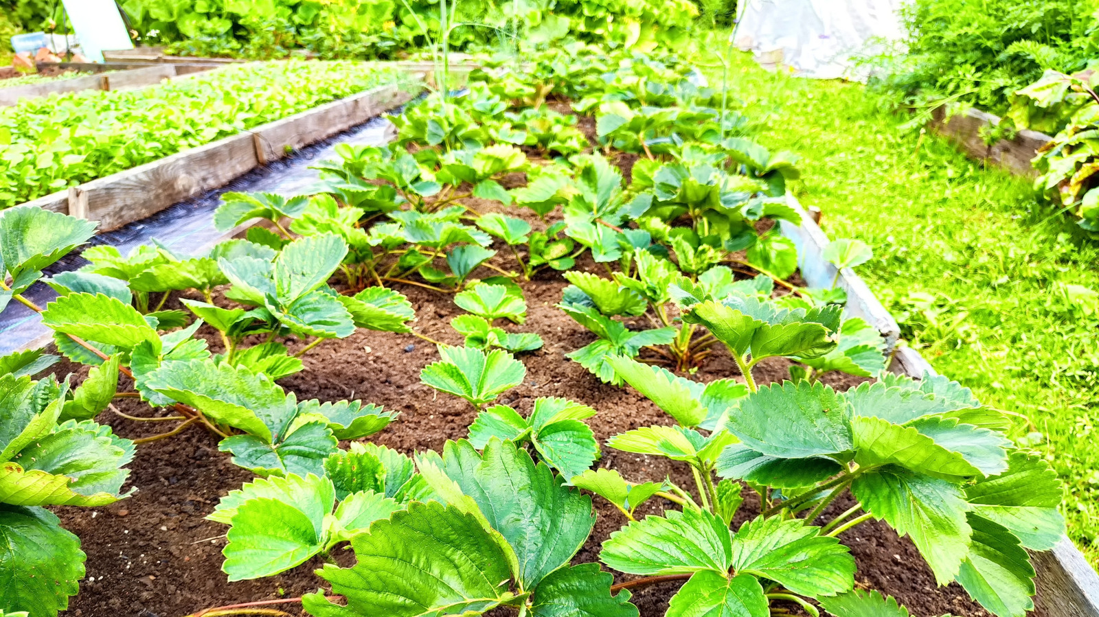 يمكن أن تؤثر هذه التفاصيل الصغيرة على مصنع الفراولة على حصادك بالكامل