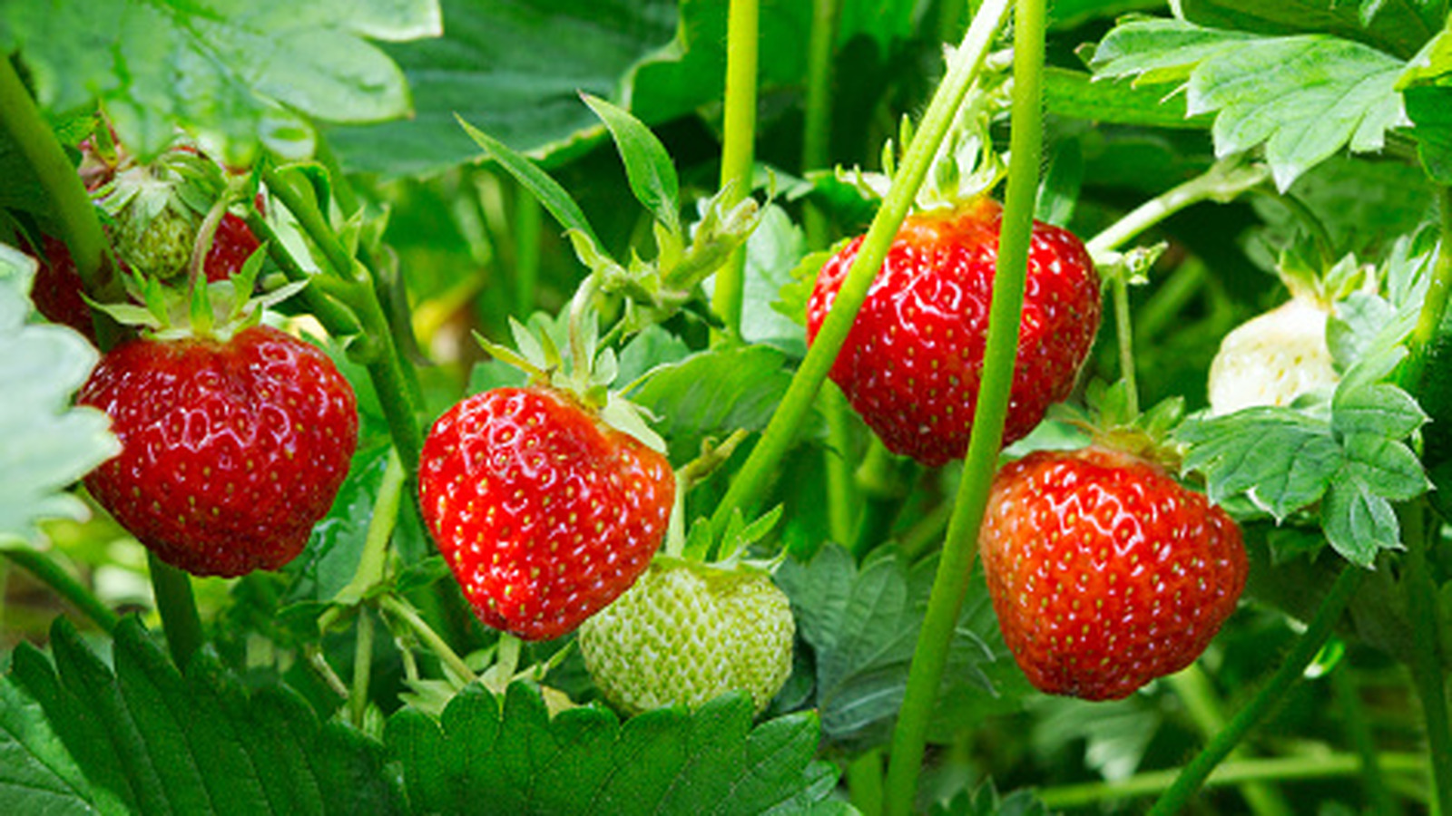 16 الأعشاب يجب أن تنمو مع الفراولة المحفوظة بوعاء