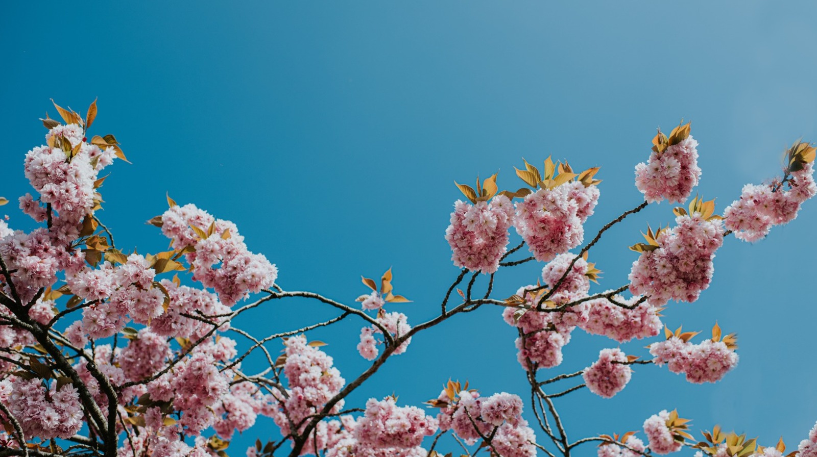 17 أشجار مزهرة جميلة يمكن أن تجلب لونًا تمس الحاجة إليها في الفناء