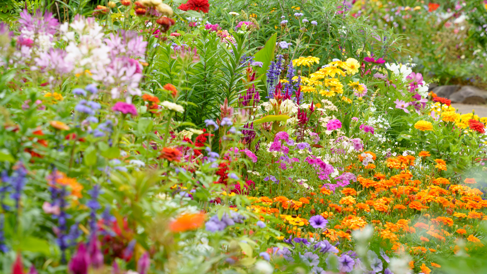 17 زهور ذاتية البذخ