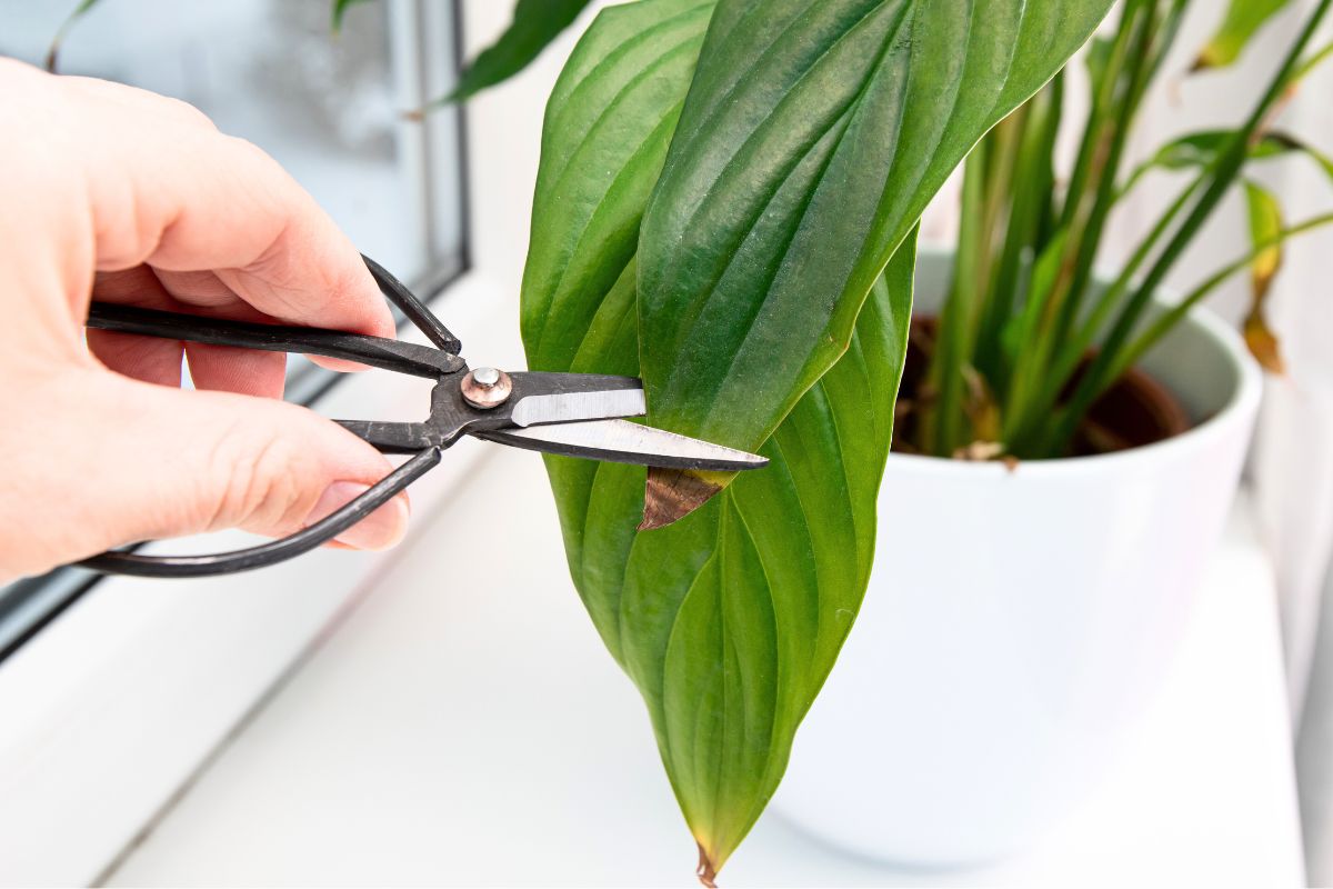 كيف تتعامل مع الأوراق