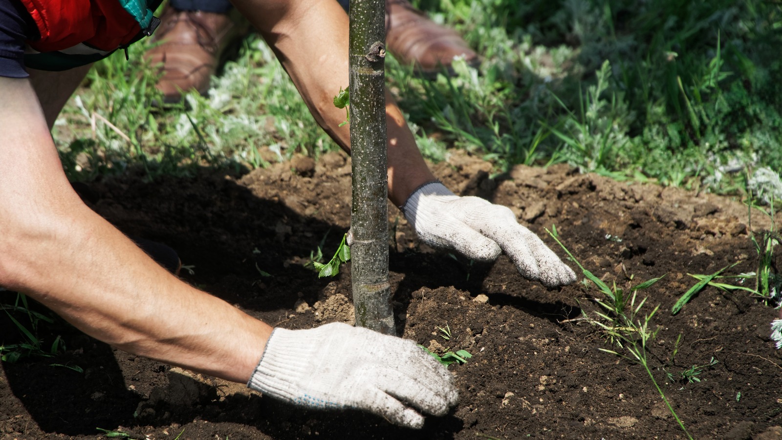 7 أشجار سريعة النمو لا تمانع في بداية منتصف العام