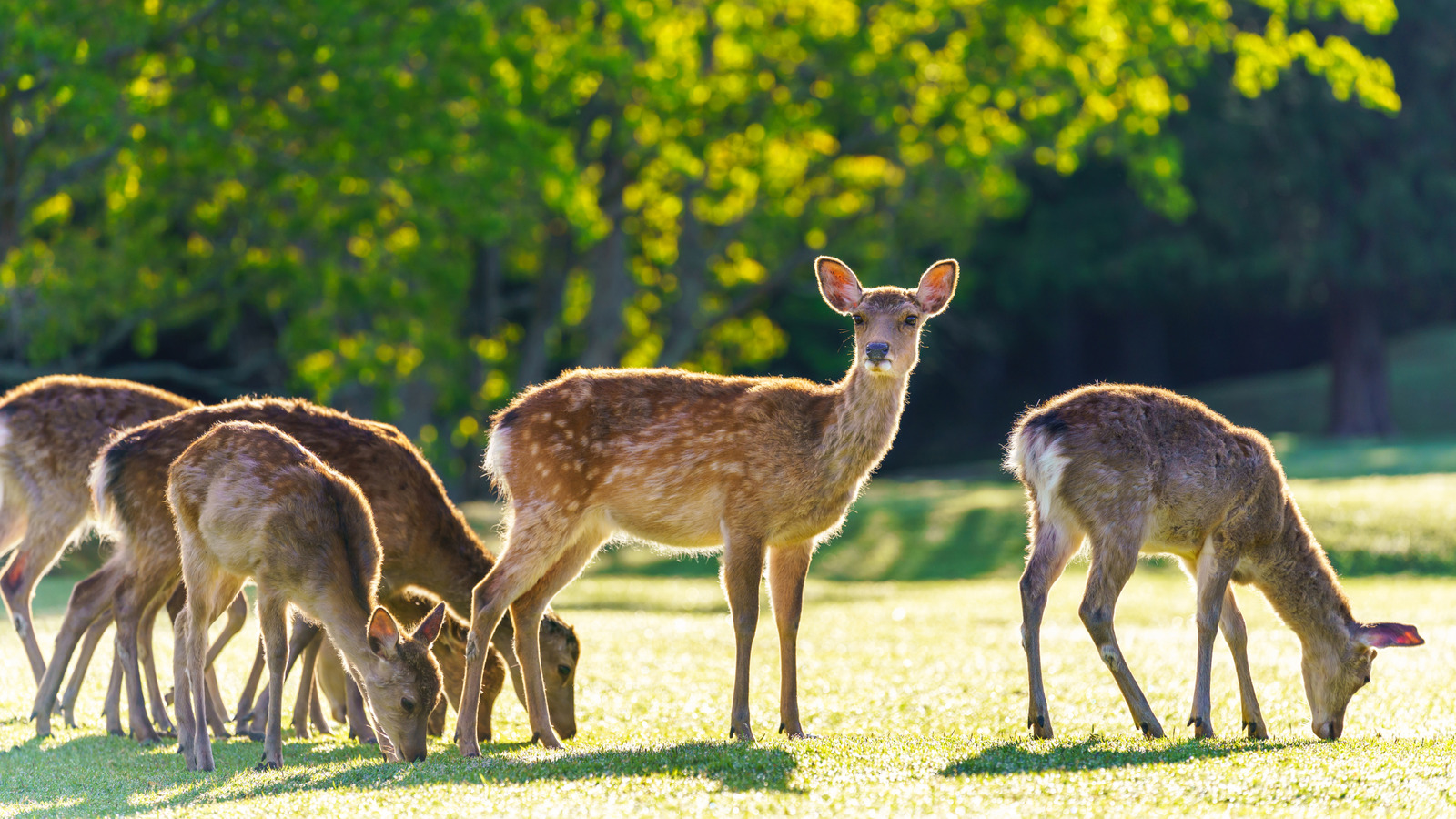 الزهرة الشائعة التي لن تريدها في فناءك إذا كنت تحاول إبعاد الغزلان