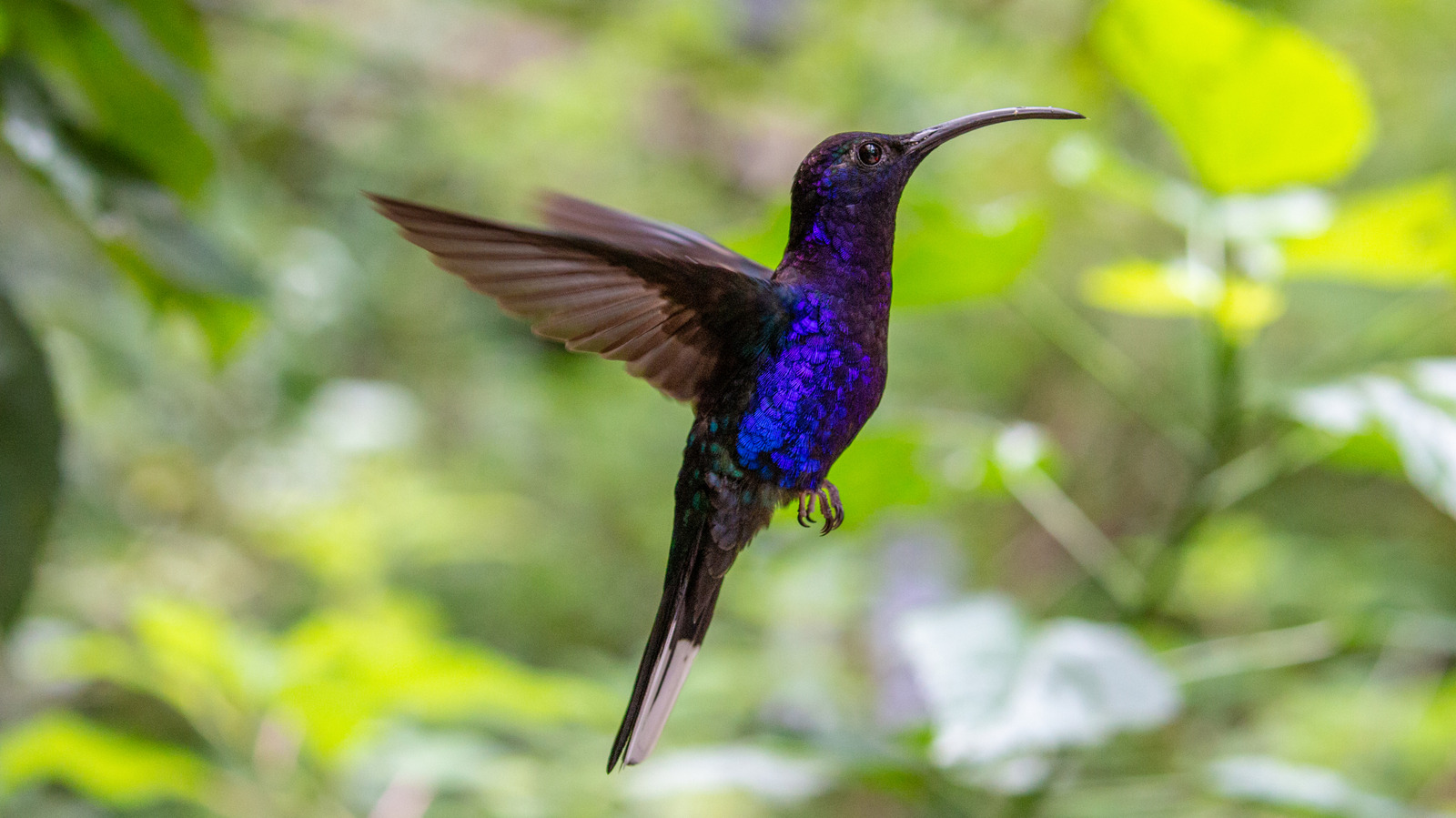 سوف تتدفق الطيور الطنانة على الزهور التي تشبه الجنية على هذه الشجيرة في الفناء الخاص بك