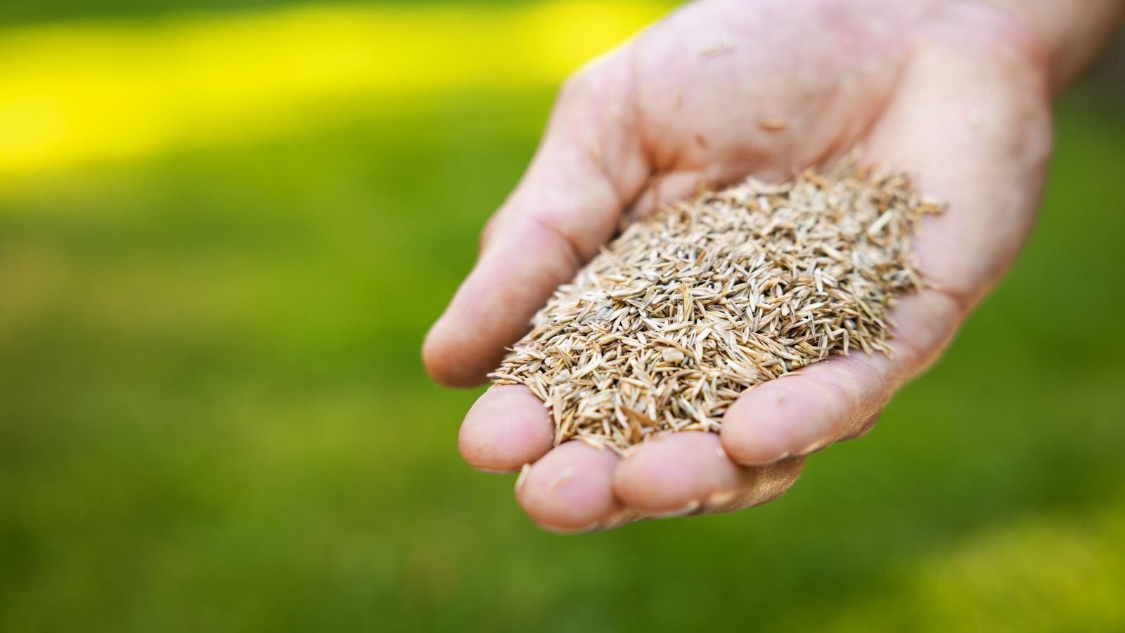 كم من الوقت تستمر بذور العشب (ومتى ترميها)