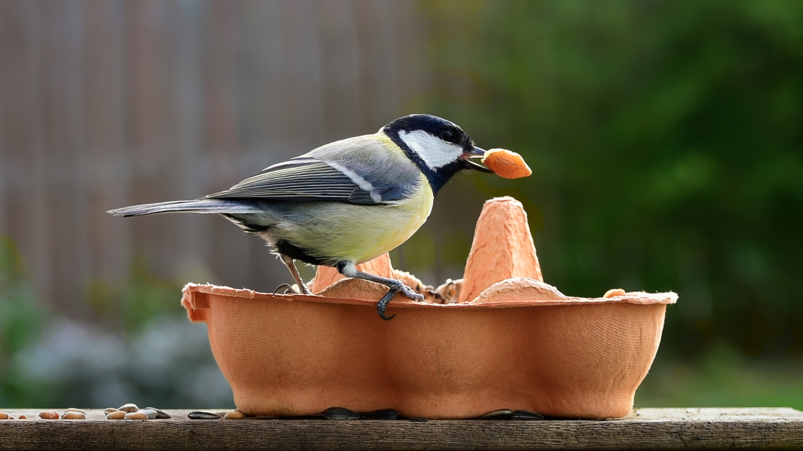 لا تطرد كرتون البيض القديم دون تجربة هذا اللطيف المغذي DIY