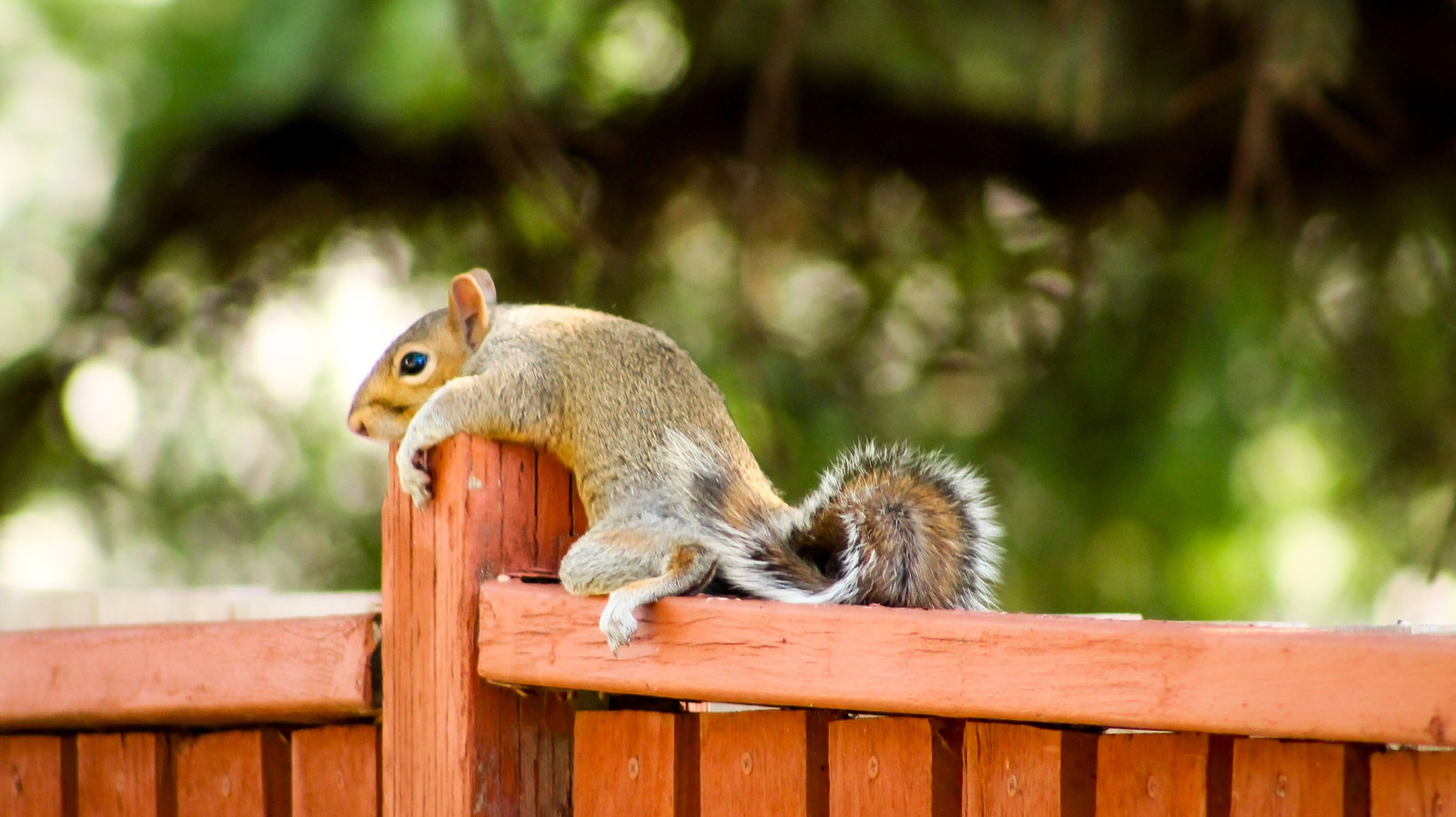 لماذا ترقد السناجب حقًا عندما يكون الجو حارًا في الخارج؟