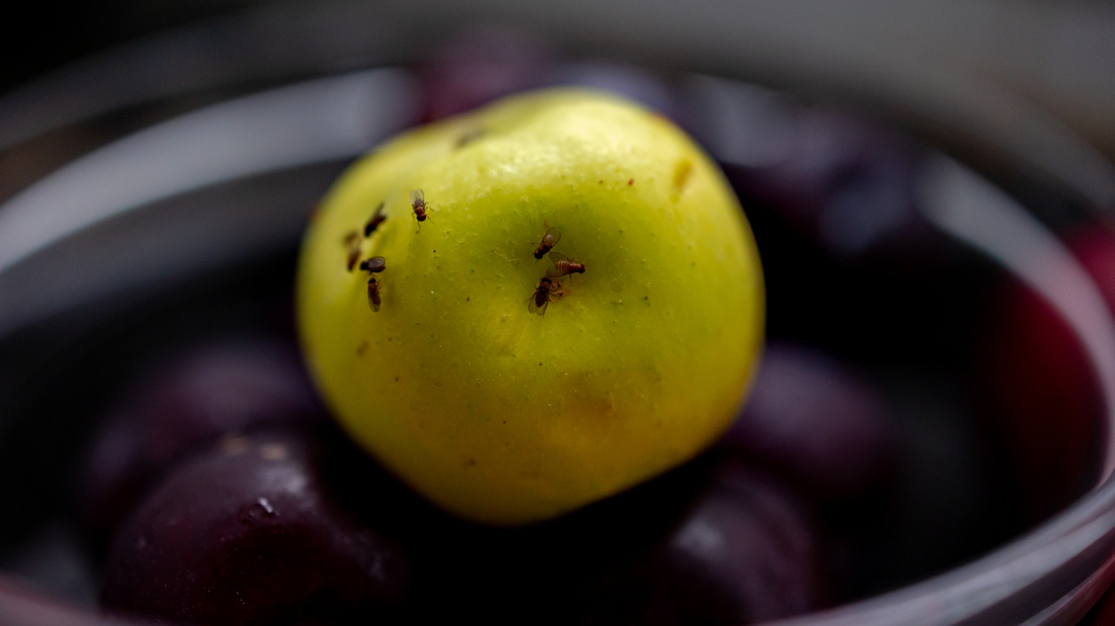 هل الصابون صابون هو أفضل طريقة لقتل ذباب الفاكهة في منزلك؟ ماذا يجب أن تعرف