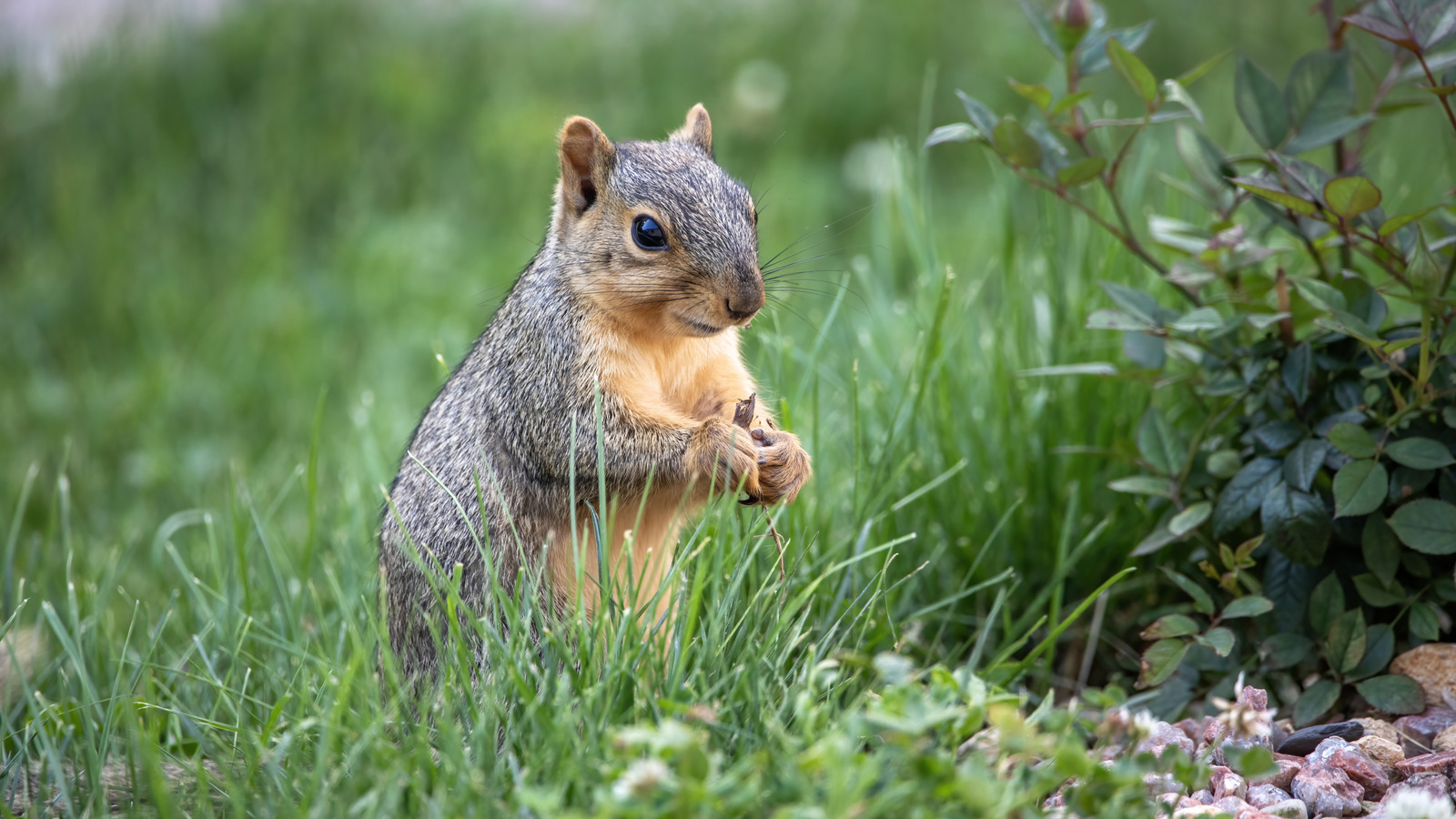 يمكن أن تكون رائحة واحدة غير متوقعة هي المفتاح لإبقاء السناجب خارج حديقتك