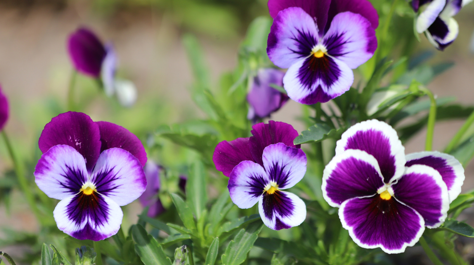 أفضل طريقة لزهور فيولا في ميتة فيولا سريعة وسهلة للغاية