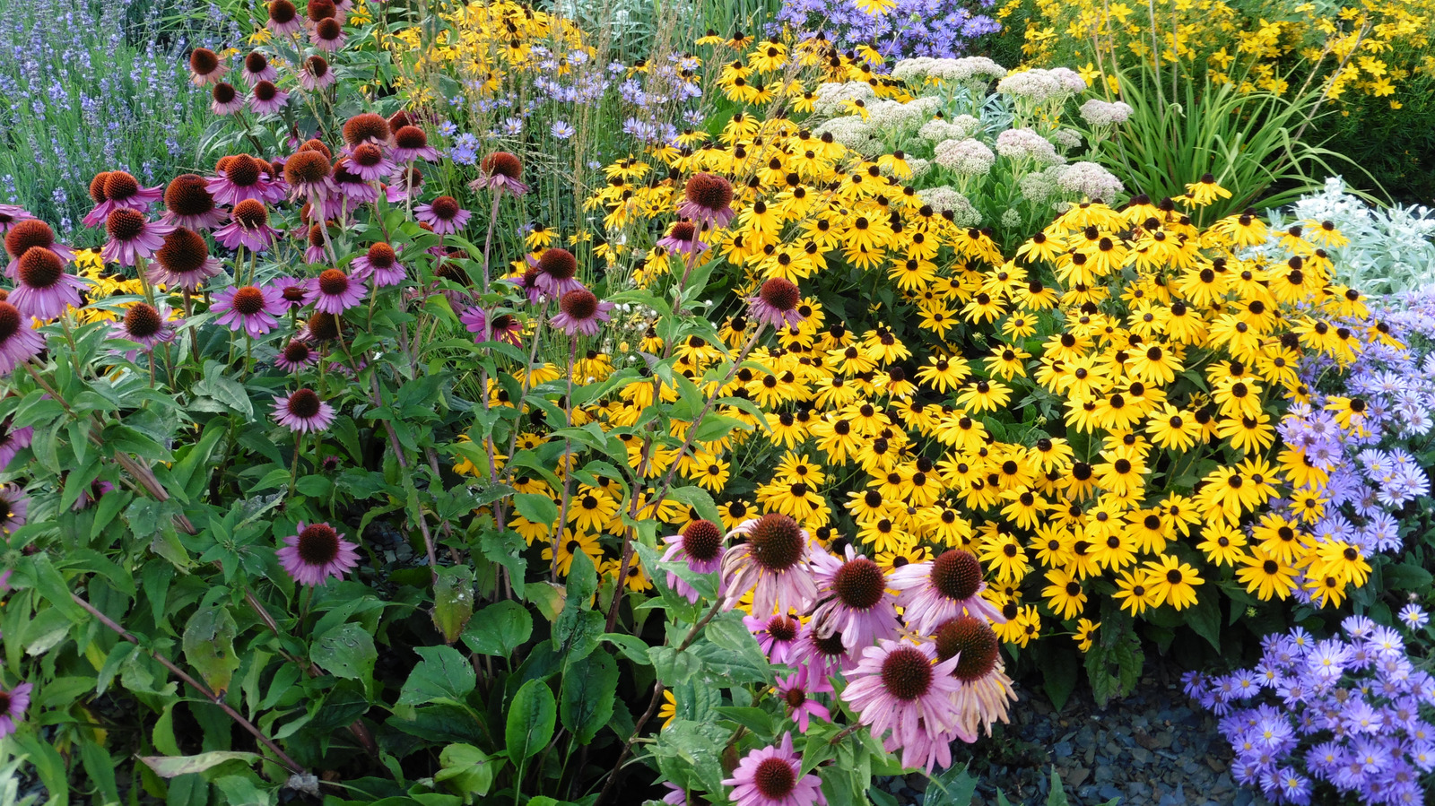 المعمرة المنخفضة الصيانة التي تتفتح في الداخل والخارج