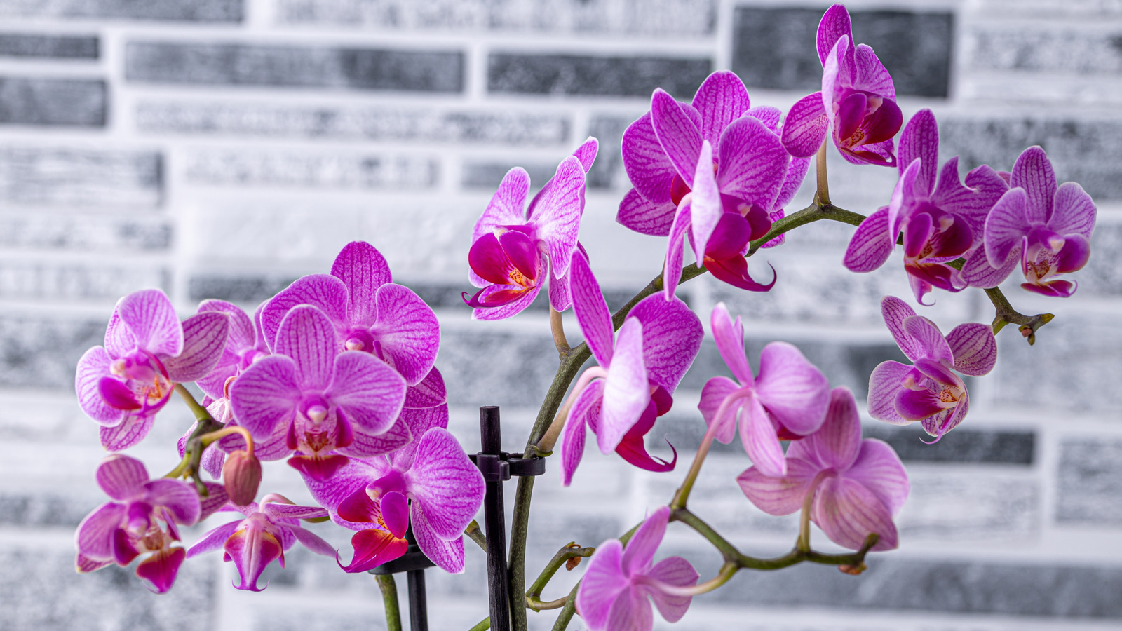 خدعة الحصى البسيطة التي يمكن أن تساعد بساتين الفاكهة الخاصة بك على الازدهار