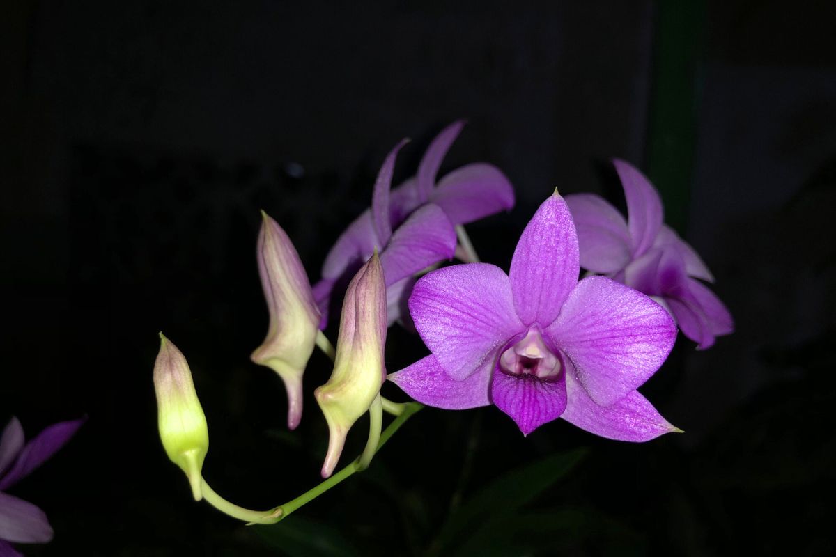 زراعة أوركيد