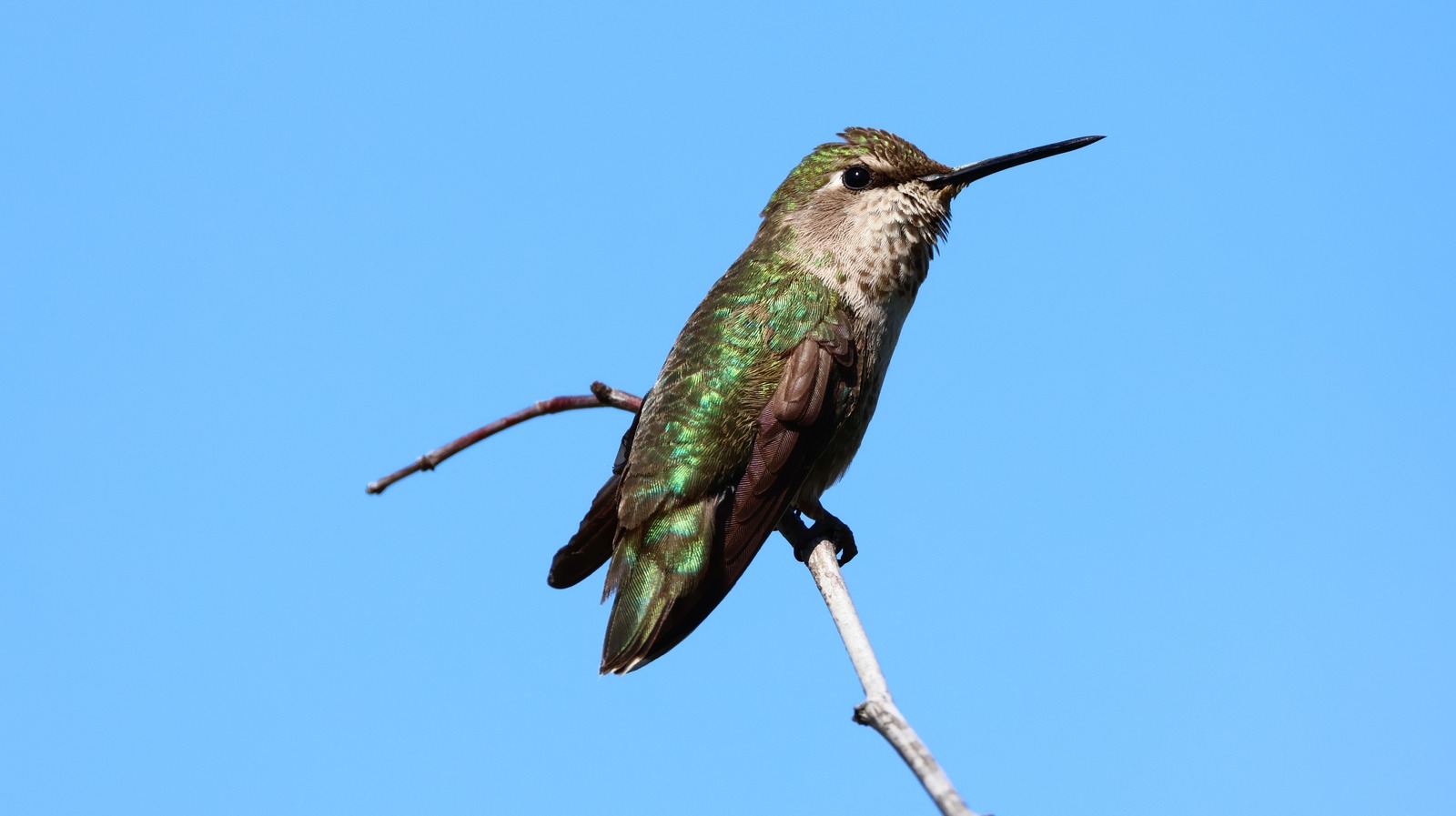 زرع هذين الزهوران ذاتية البذرة معًا لحديقة مملوءة بالطيور الطنان