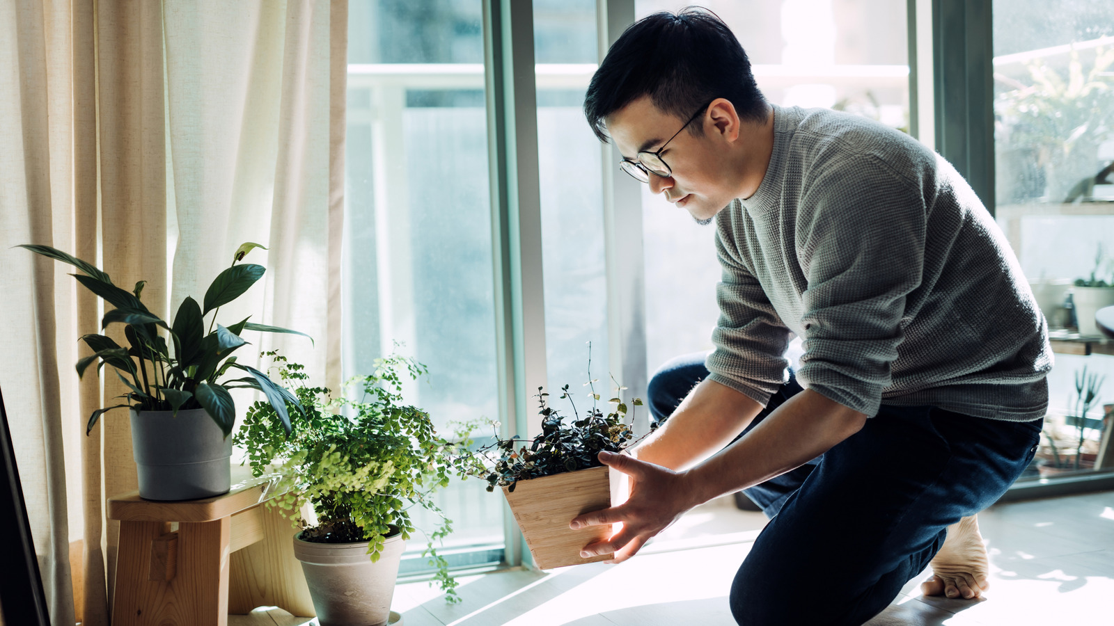 لماذا تحريك نباتاتك للتكيف مع تغييرات الإضاءة أمر مهم للغاية