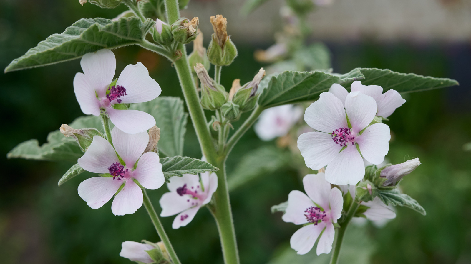 من المحتمل ألا تنمو العشبة الطبية (ولكن يجب أن تكون)