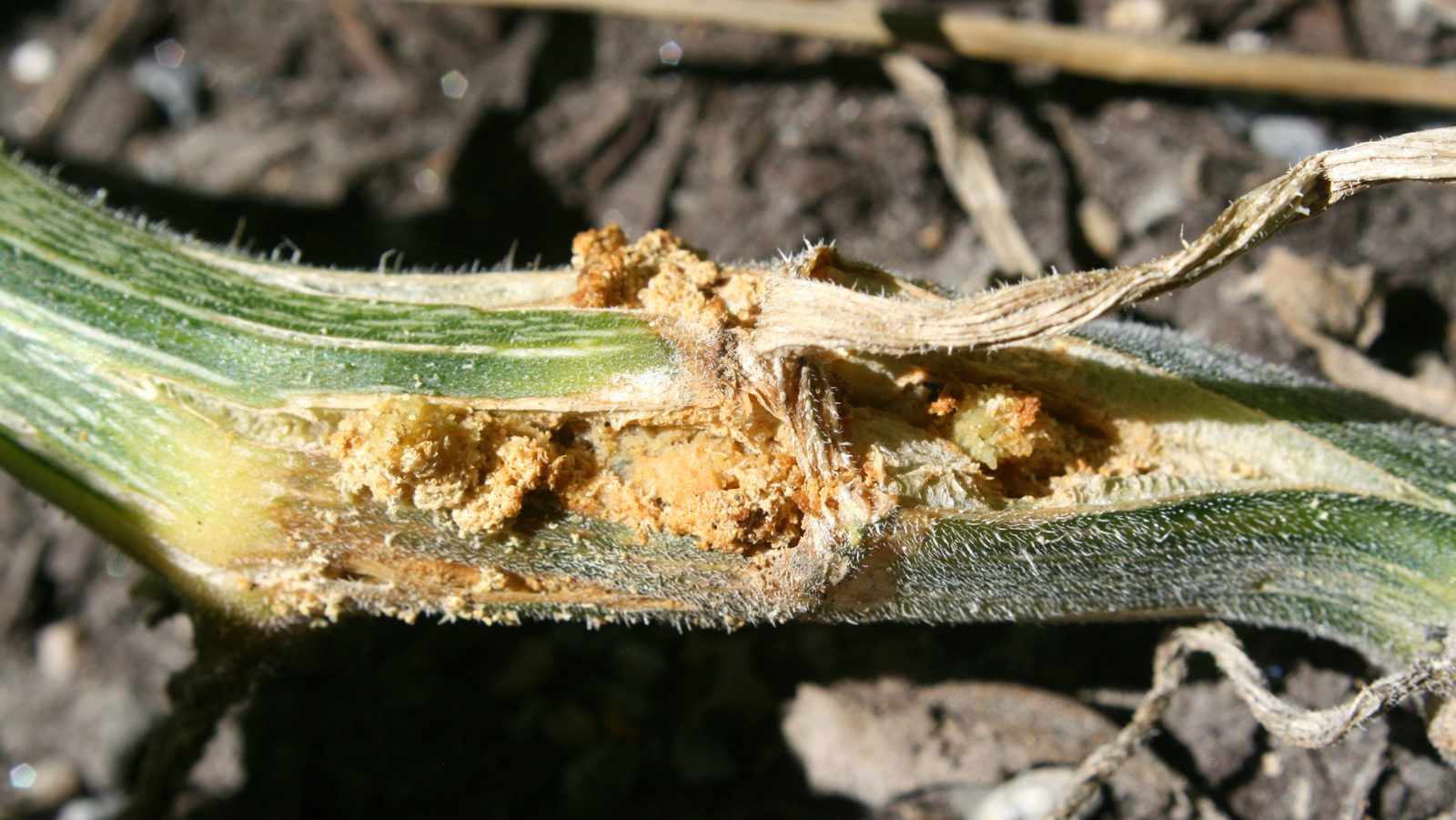 هل يمكن أن يكون الوعاء الأصفر هو الاختراق غير المتوقع لفخّن برامج كرمة القرع؟