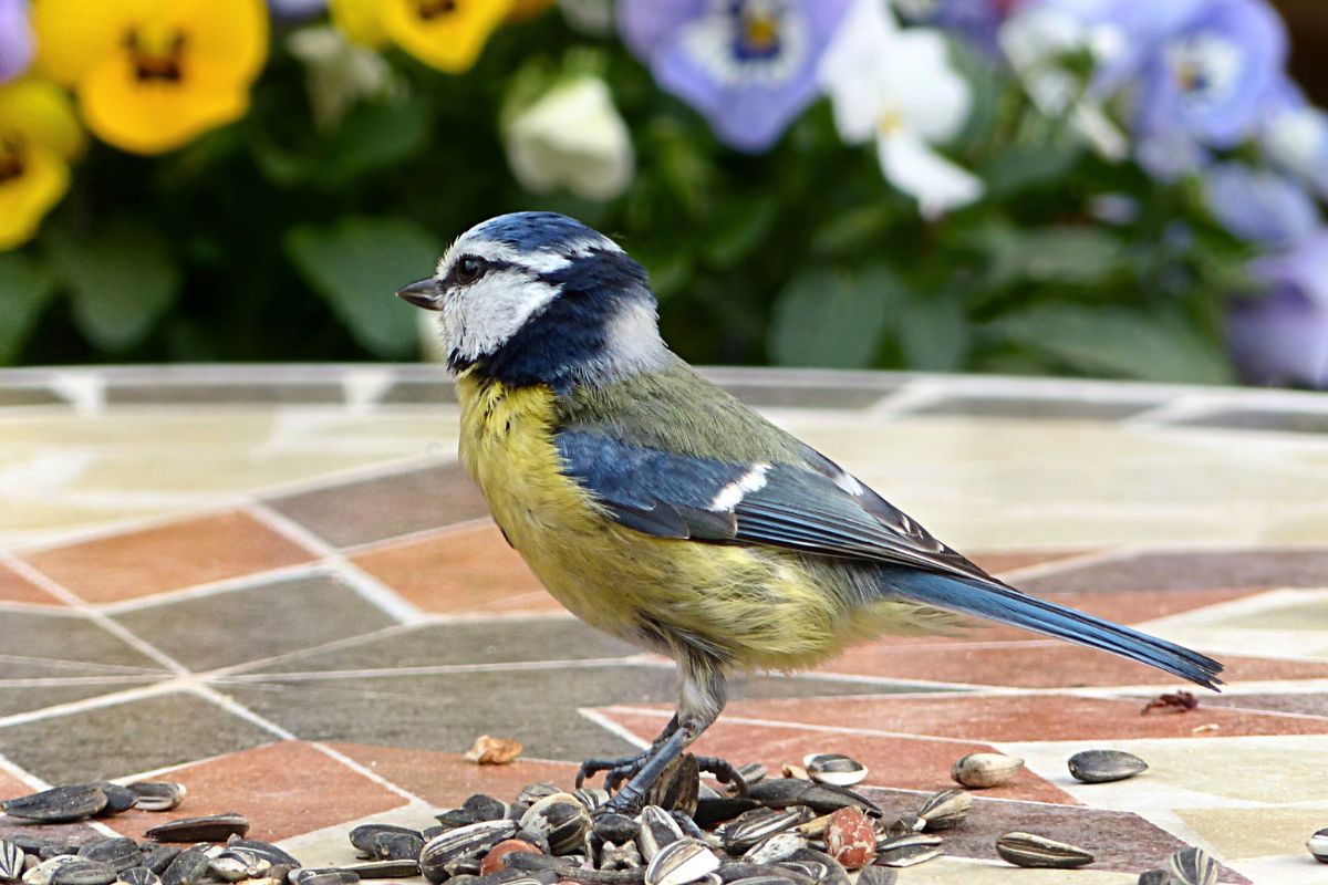 أشياء تعشقها طيور