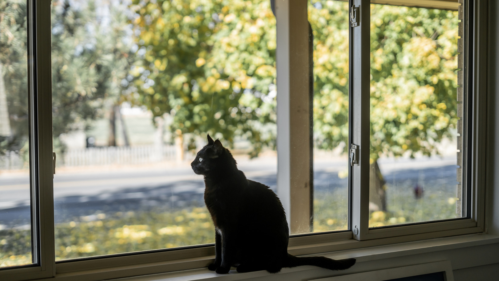 10 شجيرات خصوصية جميلة سترغب في النمو بجوار نوافذك مباشرة