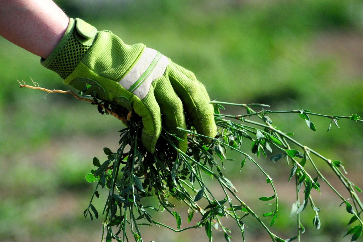 الخل الأبيض