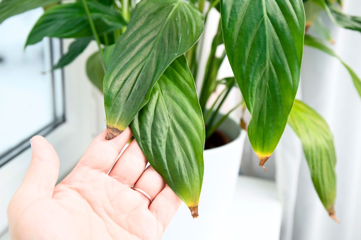 أطراف أوراق