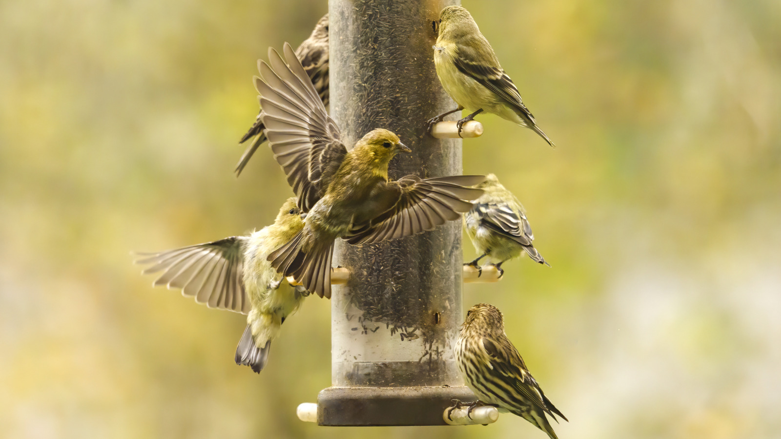 أعد استخدام قصاصين مشتركين في المطبخ لجذب المزيد من الطيور إلى الفناء أو الحديقة الخاصة بك