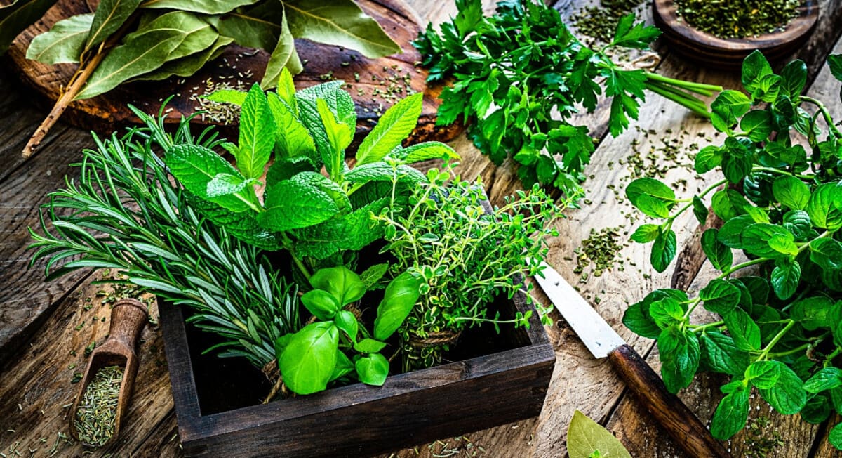 أعشاب عطرية تحب الشمس