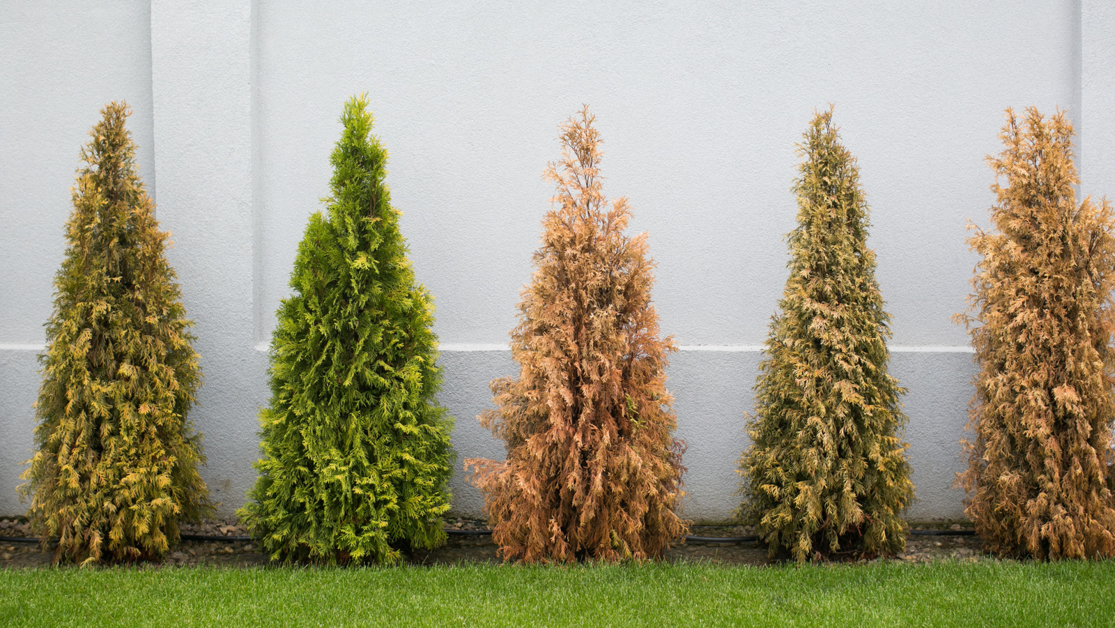 أكثر الأسباب شيوعًا أن أوراق الأشجار تتحول إلى اللون البني وتموت