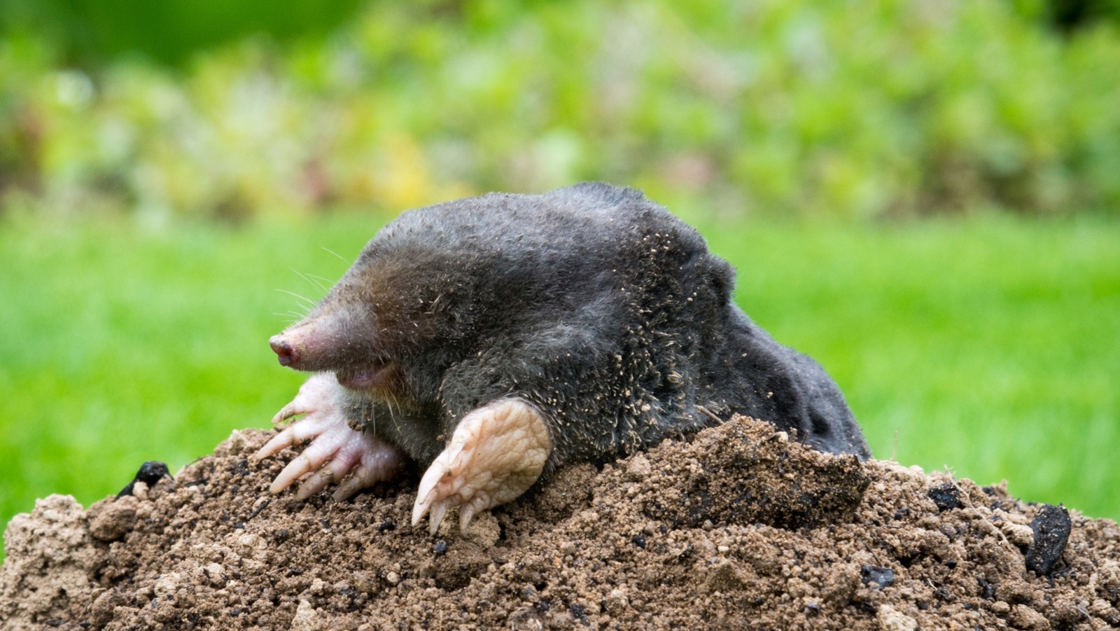 إبقاء الشامات خارج فناءك بمساعدة هذه النباتات الثمانية التي لا يمكنهم الوقوف