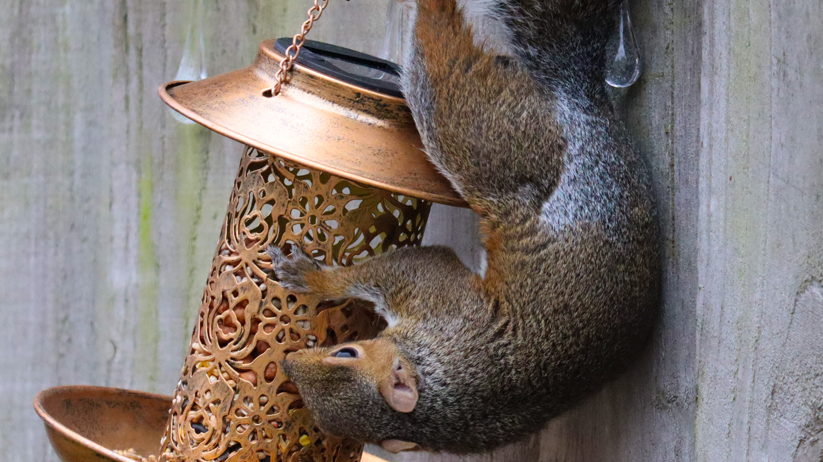 ابتعد عن السناجب بعيدًا عن مغذيات الطيور مع هذا الحل البسيط