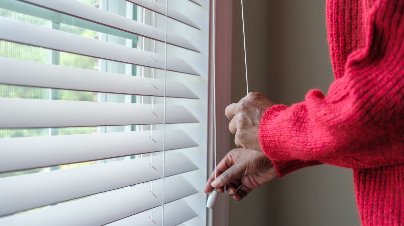 الاختراق الأساسي لجمال الشجرة الدولار الذي سيترك ظلال نافذتك خالية من الغبار