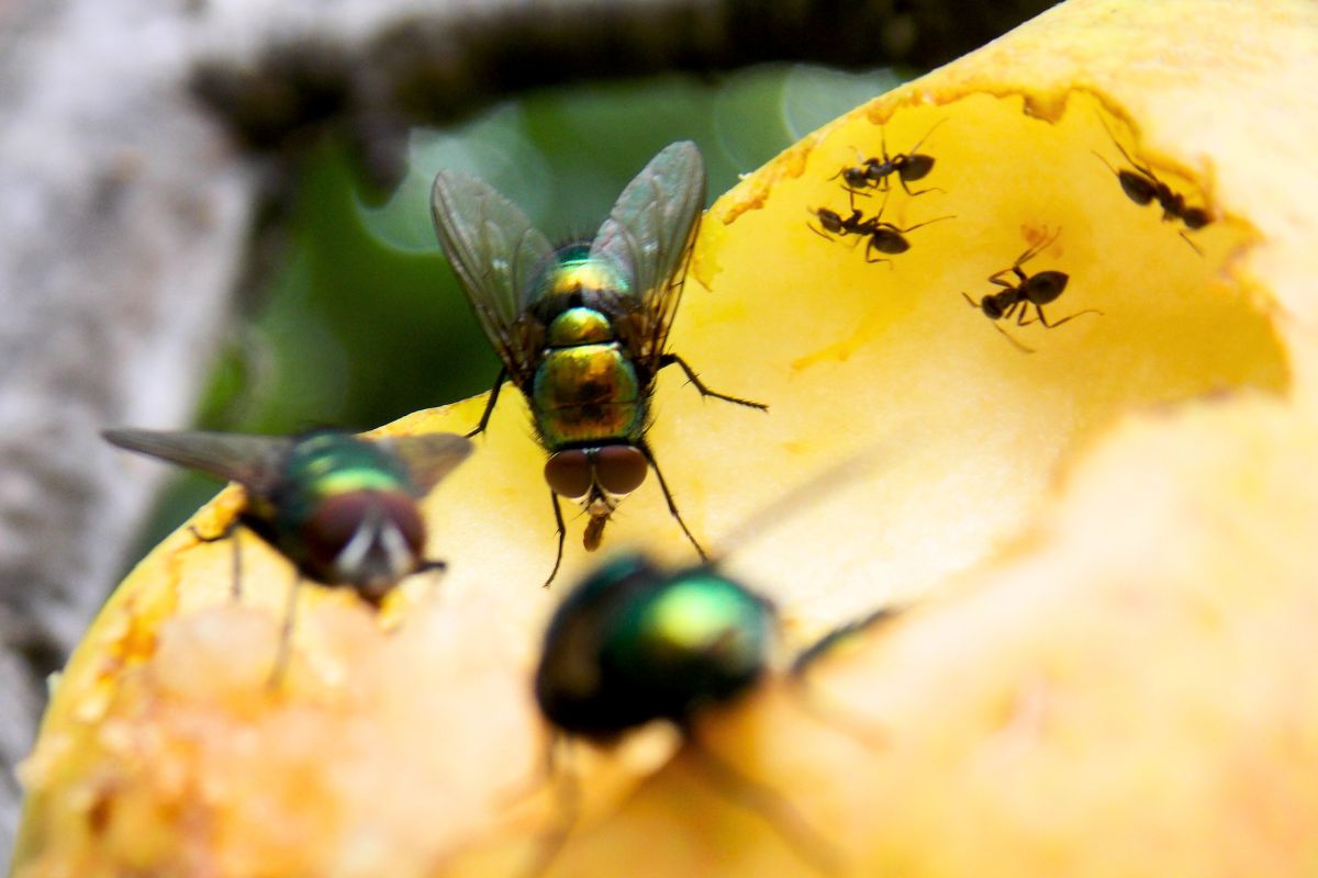 الذباب والنمل