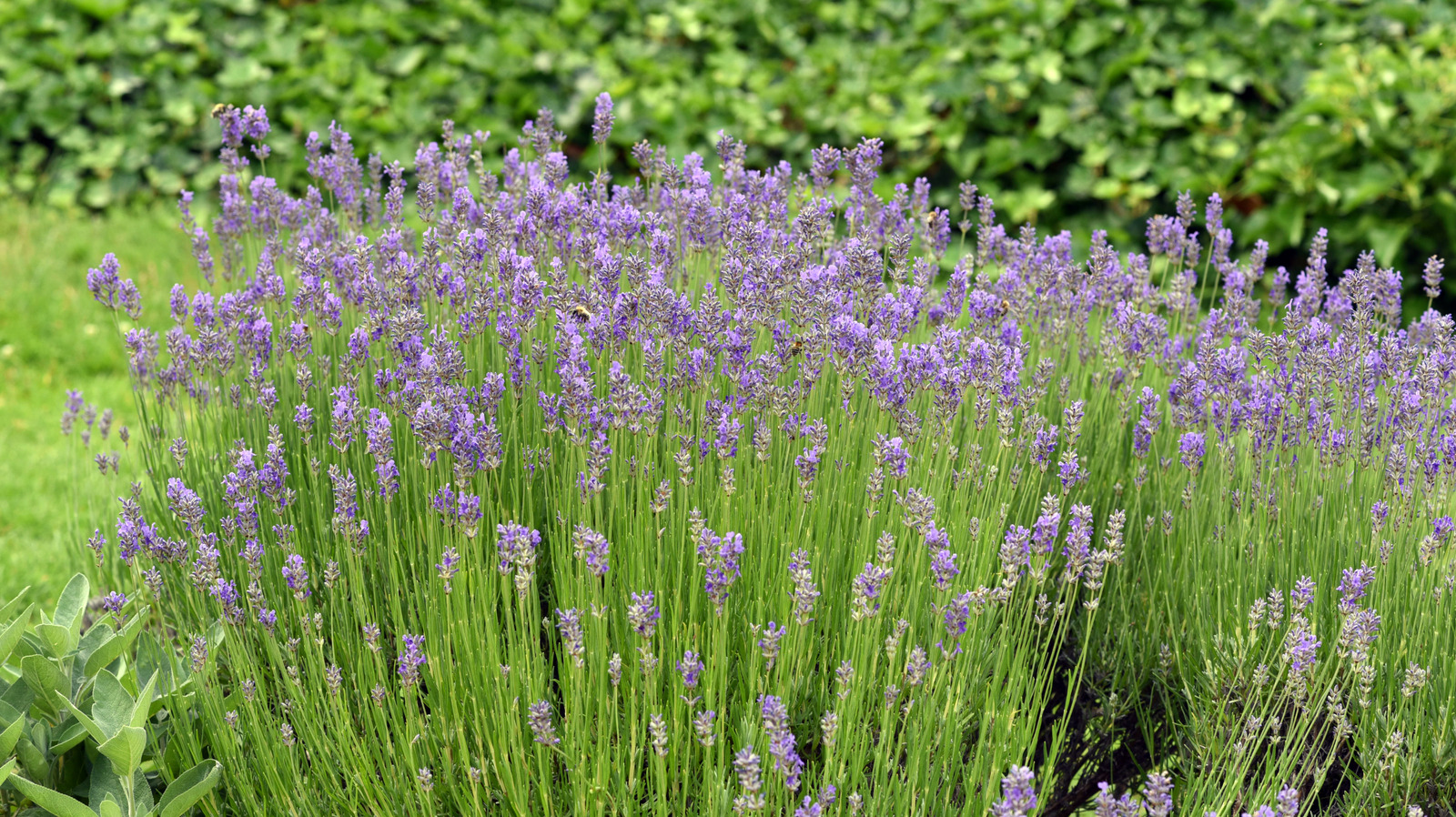 الزهرة المذهلة التي يجب أن تنمو بجانب الخزامى في حديقتك