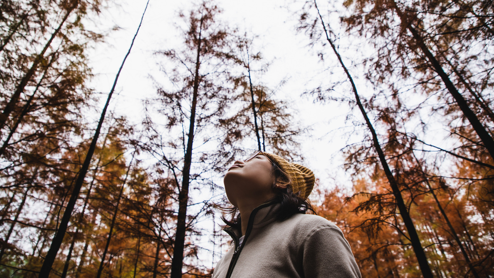 الشائعات هل قد تكون أوراق شجرتك قادرة على التنبؤ بالطقس الشتوي