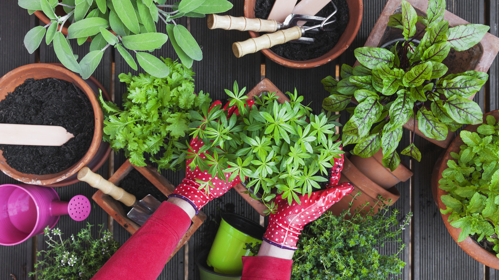 العشبة الشعبية التي يجب أن تنمو من القطع بدلاً من البذور