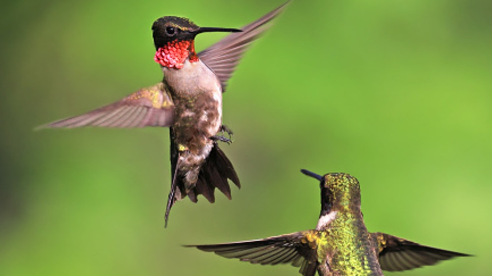 الغطاء الأرضي سريع النمو الذي يمكن أن يأخذ الحرارة ويجذب الطيور الطنانة إلى الفناء الخاص بك