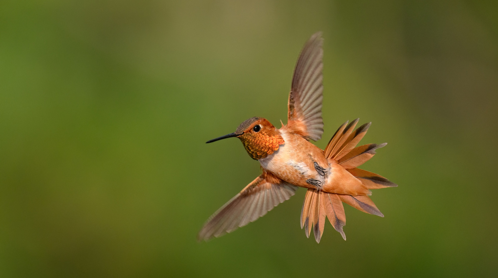 المعمر المذهل الذي سيبقي الطيور الطنانة القادمة إلى الفناء حتى الخريف