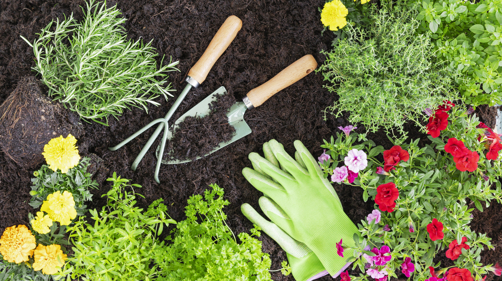 النبات المعمر المزهر سهل النمو الذي يزدهر تحت أشعة الشمس والحرارة الكاملة